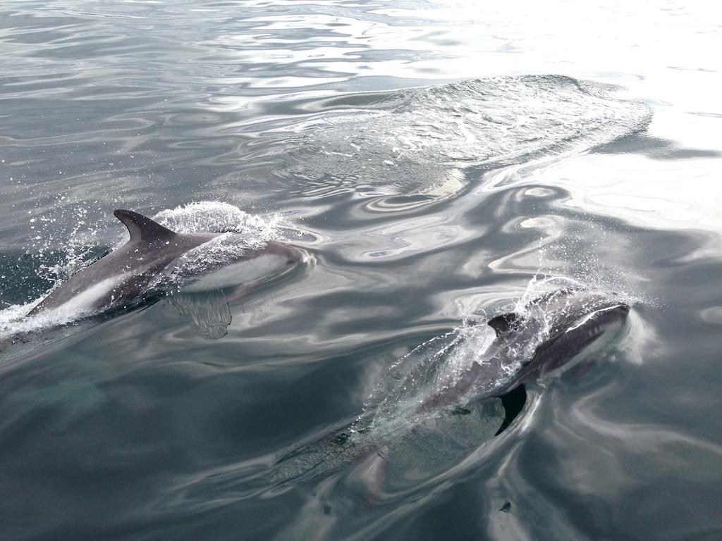 Punta Piedras Lodge & Marina Puerto Montt Dış mekan fotoğraf